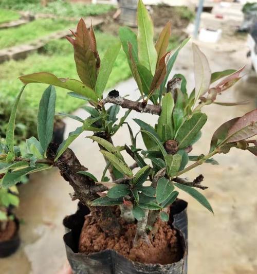 盆栽木瓜能否结果？（从种植到结果的全过程，详细解析）