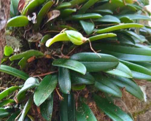 石豆兰种植指南（从种子到盆栽，掌握石豆兰种植技巧）