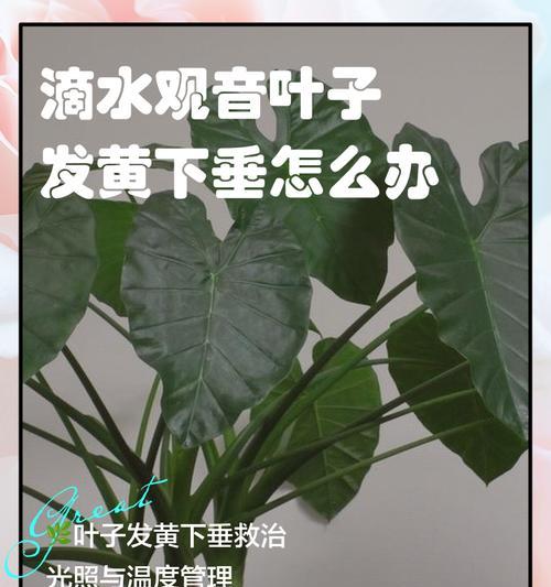 滴水观音叶子变软的原因及解决办法（分析滴水观音叶子变软的因素，提供有效的护理建议）